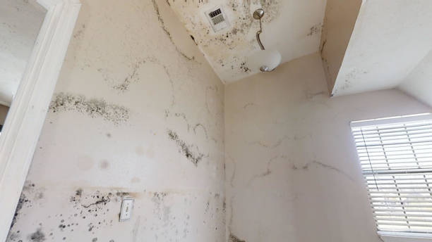 Trusted Shrewsbury, NJ Mold Removal Experts