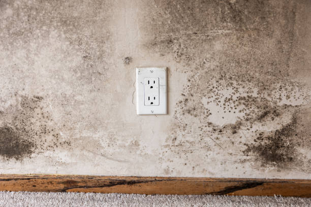 Best Environmental Consulting for Mold Prevention  in Shrewsbury, NJ