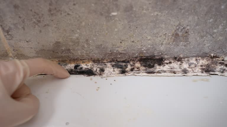 Best Mold Damage Restoration  in Shrewsbury, NJ